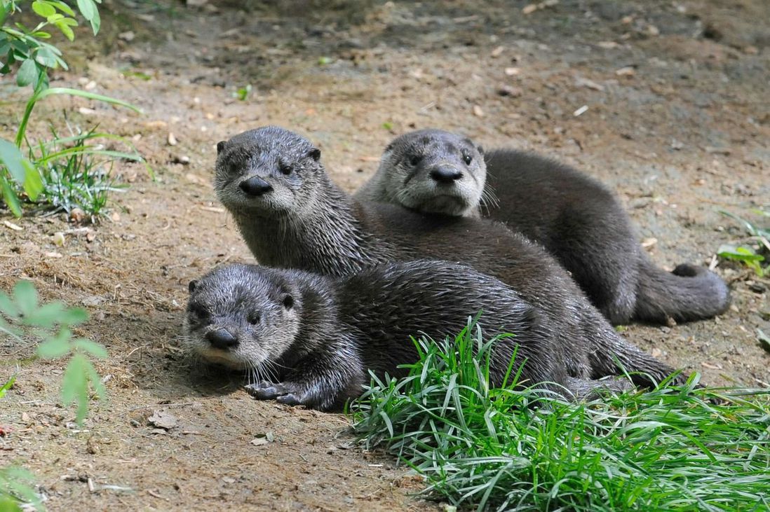 North American river otters